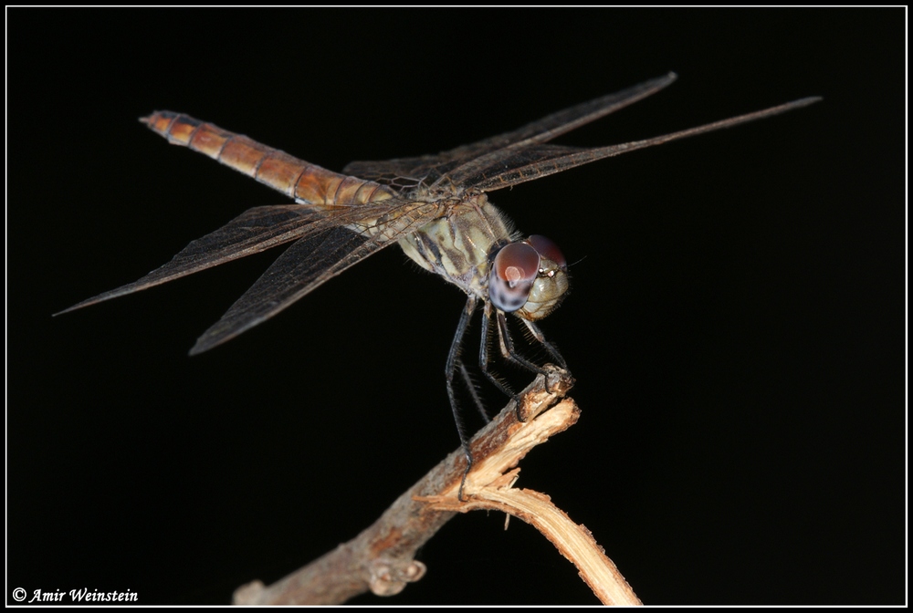 Odonata d''Israele for ID